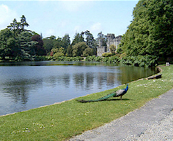 Peacock at Johnstown Castle
